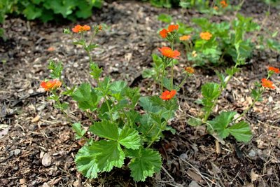 Geum coccineum - kuklík šarlatový